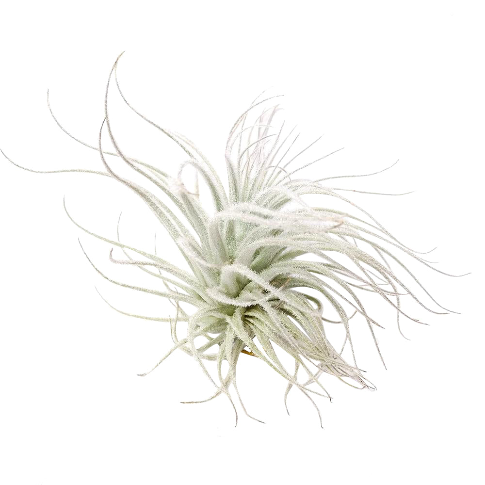Tillandsia Tectorum Ecuador airplant for sale, Types of air plants, How to care for airplants, Airplant Gift Box, Airplant decoration ideas, Airplant subscription box monthly