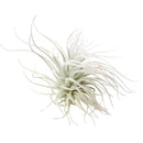 Tillandsia Tectorum Ecuador airplant for sale, Types of air plants, How to care for airplants, Airplant Gift Box, Airplant decoration ideas, Airplant subscription box monthly
