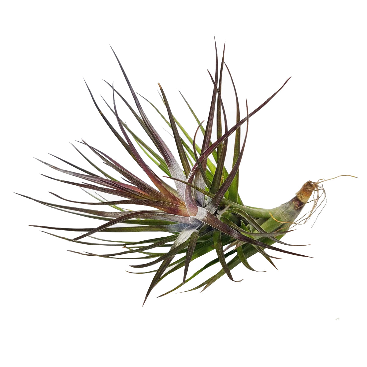 air plant monthly subscription Tillandsia Tenuifolia Emerald Forest Air Plant | Air Plants Subscription Box Monthly