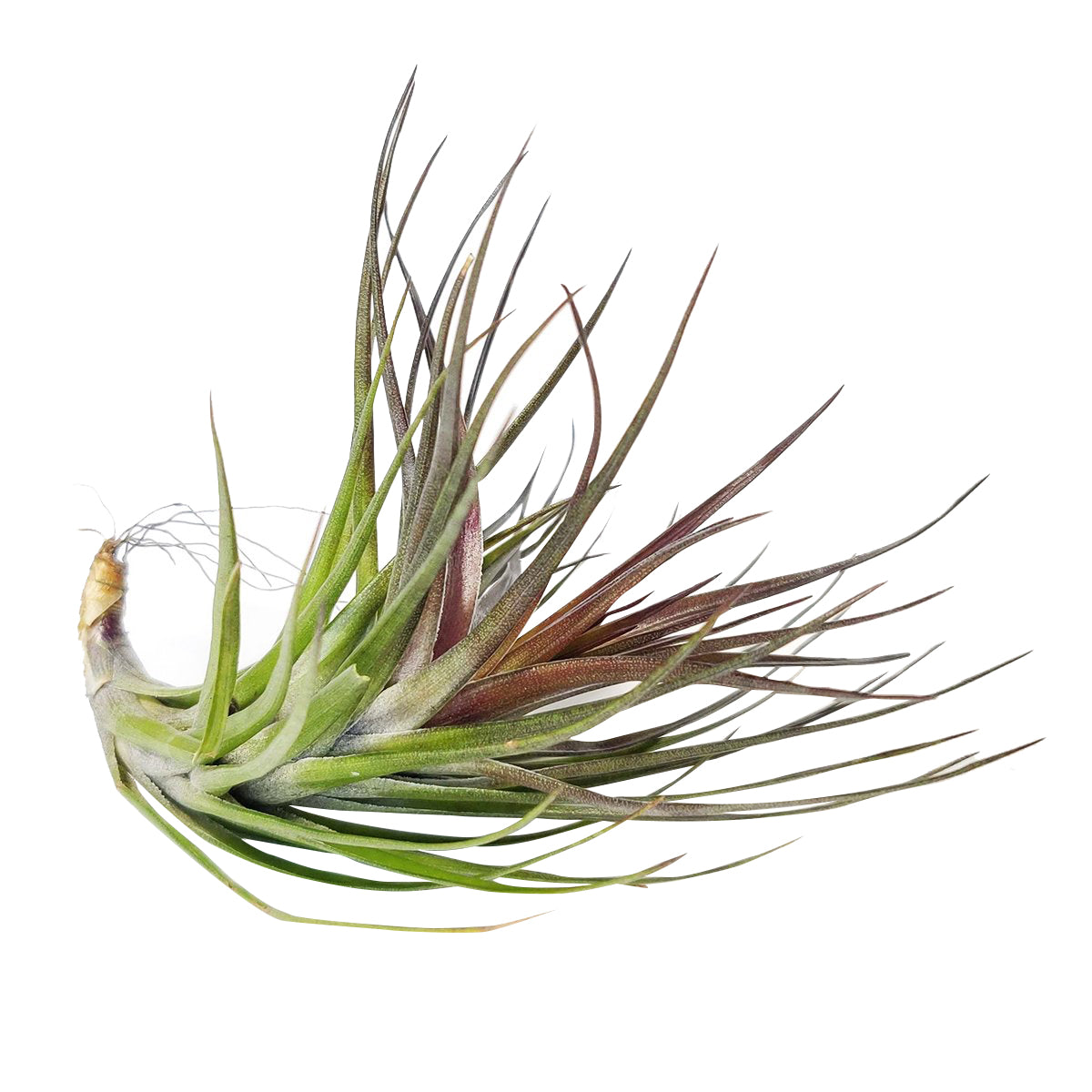 emerald essence air plant Tillandsia Tenuifolia Emerald Forest Air Plant | Air Plants Subscription Box Monthly