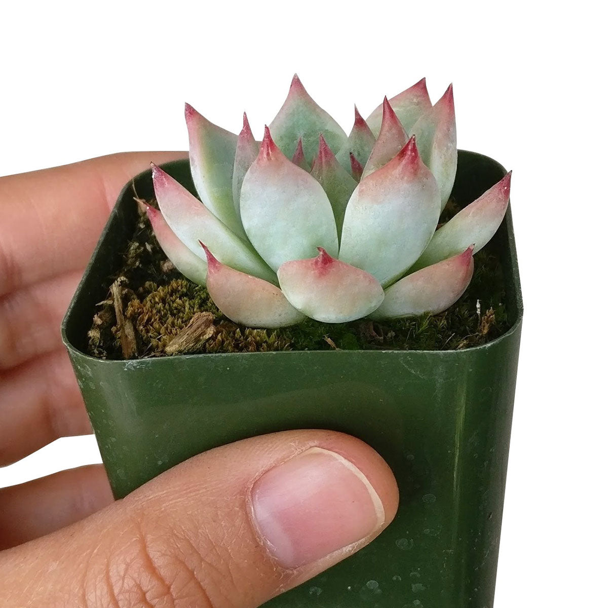 echeveria tippy pink succulent Echeveria Tippy Pink for Sale: Stunning, Easy-Care Pink Succulent