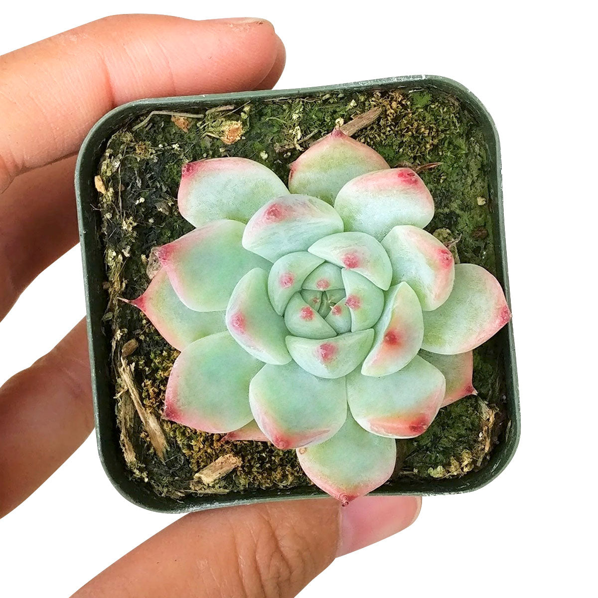 sweet pink succulent Echeveria Tippy Pink for Sale: Stunning, Easy-Care Pink Succulent