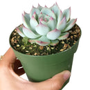 Pink Succulent, Echeveria for thanksgiving, How to care echeveria succulents for thanksgiving, echeveria, echeveria succulent, echeveria types, succulent echeveria, buy succulents online, succulent shop, succulent store, echeveria plant, indoor succulents, colorful succulent for sale