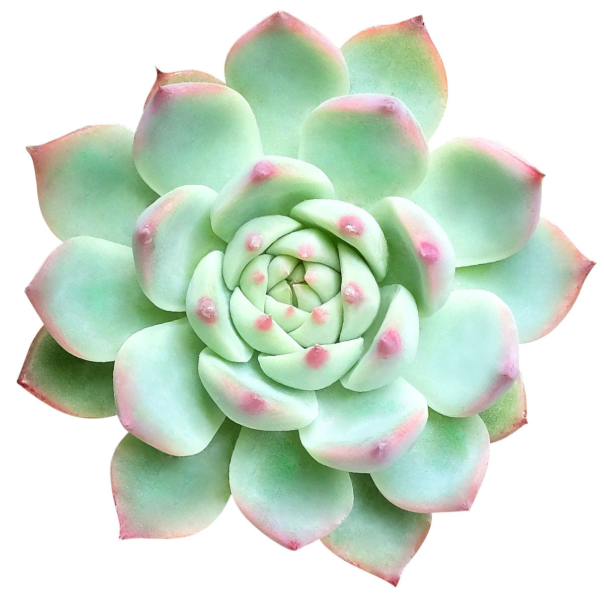 tippy succulent Echeveria Tippy Pink for Sale: Stunning, Easy-Care Pink Succulent