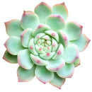 Pink Succulent, Echeveria for thanksgiving, How to care echeveria succulents for thanksgiving, echeveria, echeveria succulent, echeveria types, succulent echeveria, buy succulents online, succulent shop, succulent store, echeveria plant, indoor succulents, colorful succulent for sale