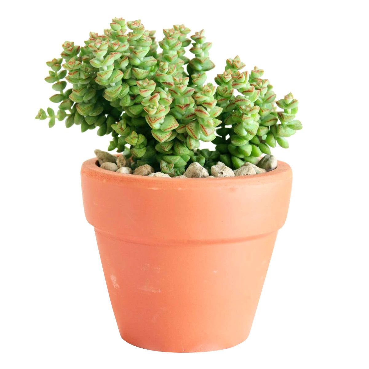 cassula tom thumb, succulent gift, monthly succulents, succulents store in CA, Succulents, succulent subscription, succulent care guide, how to grow succulents, cactus, succulents shop in California, tom thumb succulent in California, How to grow tom thumb succulent, crassula, crassula plant, crassula succulent, crassula types, crassula varieties, types of crassula, crassula species, crassulas, succulent crassula