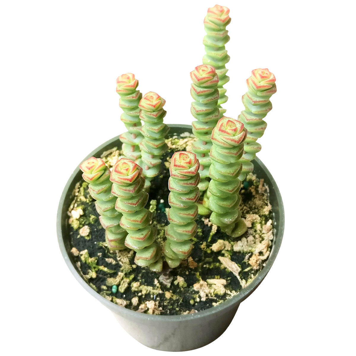 buy live crassula baby necklace succulent, crassula rupestris, succulent hanging basket, string of buttons succulent, trailing succulent, worm plant, jade necklace succulent