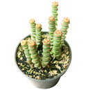 Crassula baby necklace, succulent care, how to grow succulents, succulents shop in California, cactus, succulent care guide, succulent subscription, Rare succulents