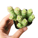 Crassula baby necklace, succulent care, how to grow succulents, succulents shop in California, cactus, succulent care guide, succulent subscription, Rare succulents