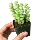 Crassula baby necklace, succulent care, how to grow succulents, succulents shop in California, cactus, succulent care guide, succulent subscription, Rare succulents