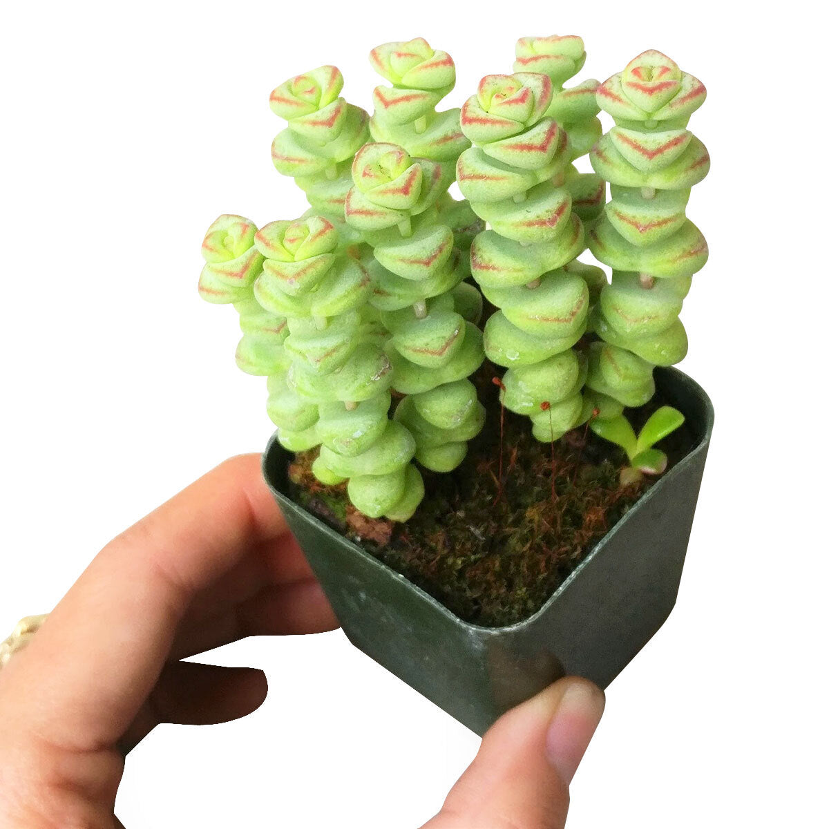 Crassula for sale, baby necklace succulent, succulent care tips, succulents store in CA, succulent care guide, Succulents shop near me, succulent care, succulent plant, how to grow succulents, Rare succulents, baby necklace succulent in California, How to grow baby necklace succulent, crassula, crassula plant, crassula succulent, crassula types, crassula varieties, types of crassula, crassula species, crassulas, succulent crassula