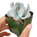 Echeveria Topsy Turvy in California, How to grow Echeveria Topsy Turvy, Thanksgiving succulents gift, Easter succulents idea, Growing succulents for thanksgiving, echeveria, echeveria succulent, echeveria types, succulent echeveria, buy succulents online, succulent shop, succulent store, echeveria plant, indoor succulents