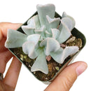 Echeveria Topsy Turvy in California, How to grow Echeveria Topsy Turvy, Thanksgiving succulents gift, Easter succulents idea, Growing succulents for thanksgiving, echeveria, echeveria succulent, echeveria types, succulent echeveria, buy succulents online, succulent shop, succulent store, echeveria plant, indoor succulents