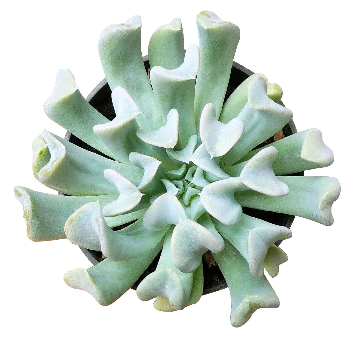 Echeveria topsy turvy for sale, succulent care, succulents shop in California, Rare succulents, how to grow succulents, Succulents shop succulent subscription, Echeveria Topsy Turvy in California, How to grow Echeveria Topsy Turvy, Thanksgiving succulents gift, Easter succulents idea, Growing succulents for thanksgiving, echeveria, echeveria succulent, echeveria types, succulent echeveria, buy succulents online, succulent shop, succulent store, echeveria plant, indoor succulents