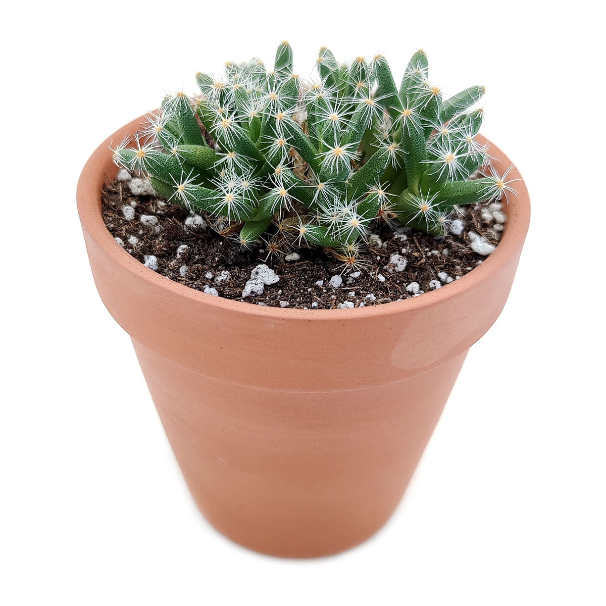 Trichodiadema densum “Spiny African Bonsai”, succulents store in CA, succulents shop in California, Rare succulents, succulent plant, Succulents, cactus, succulent care, how to grow succulents, Trichodiadema densum “Spiny African Bonsai” in California, How to grow Trichodiadema densum “Spiny African Bonsai”, Miniature Desert Rose