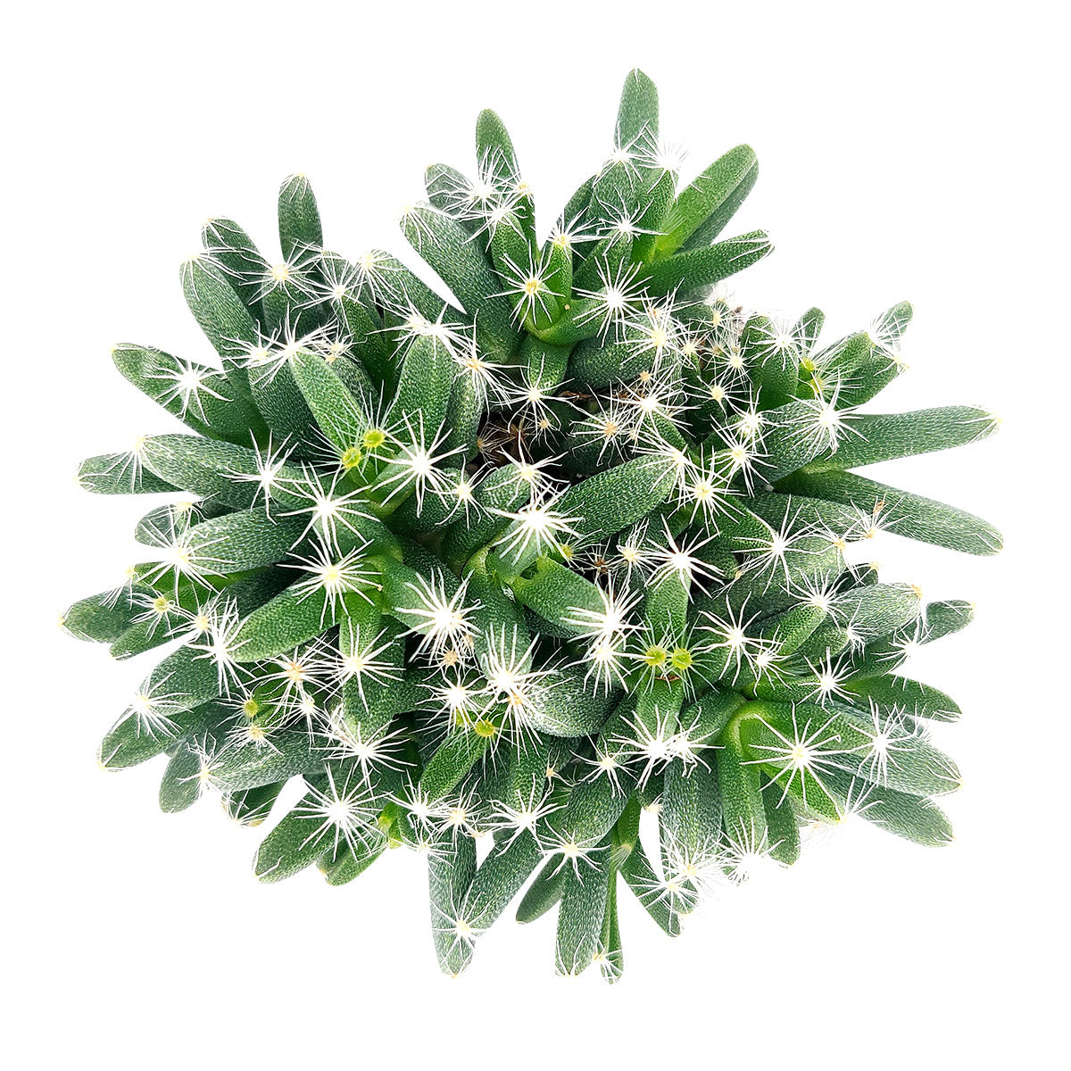 succulent that looks like dreadlocks Trichodiadema densum “Spiny African Bonsai” | Succulent Gift Decor Ideas