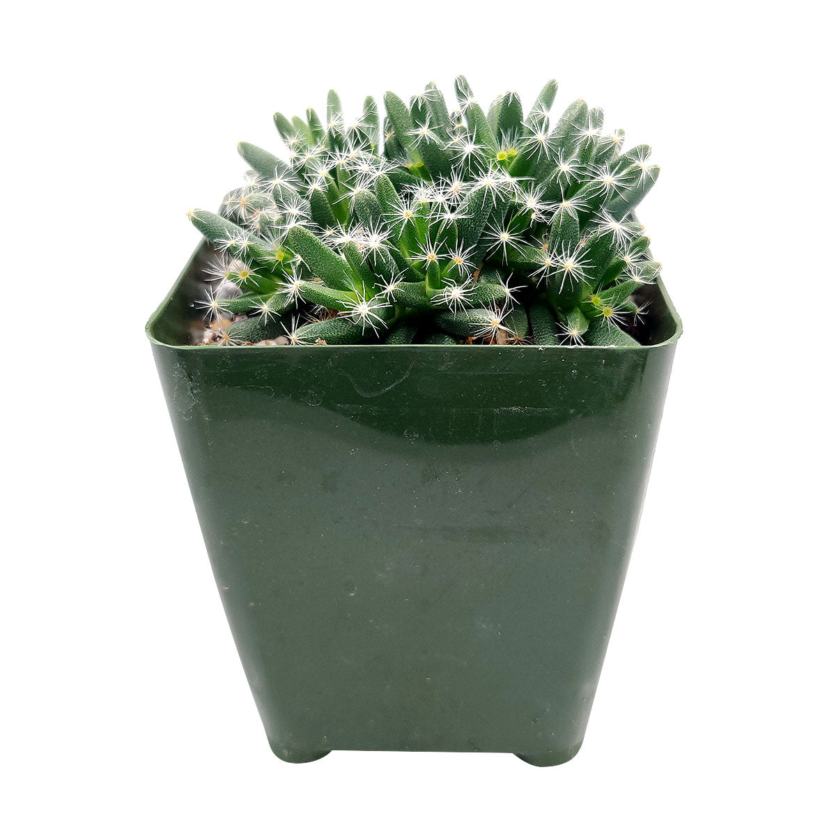 african bonsai succulent Trichodiadema densum “Spiny African Bonsai” | Succulent Gift Decor Ideas