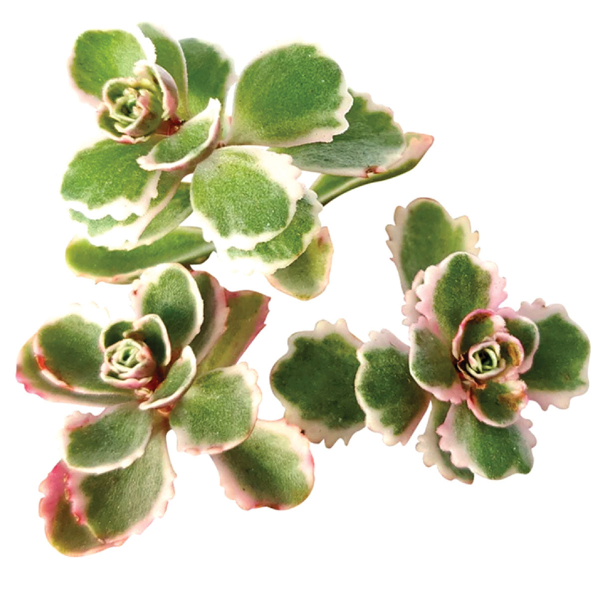 dolomite tricolor succulent Sedum Tricolor Sedum Spurium Stonecrop | Succulent Care
