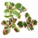 phedimus spurius tricolor, two row stonecrop, succulents garden, succulents store in CA, indoor succulents, succulent plant, Succulents, succulents shop in California, succulent subscription, succulent care tips, sedum tricolor in California, How to grow sedum tricolor