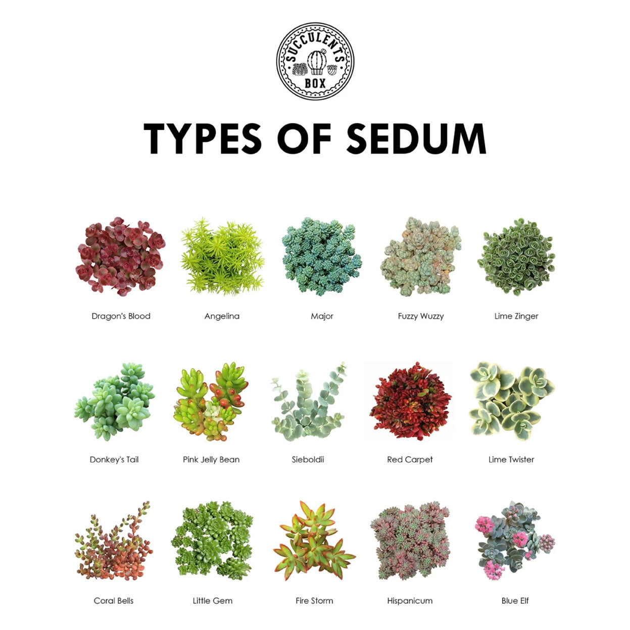 succulents and names Types of Succulents | Digital Printable Succulent Identification Chart