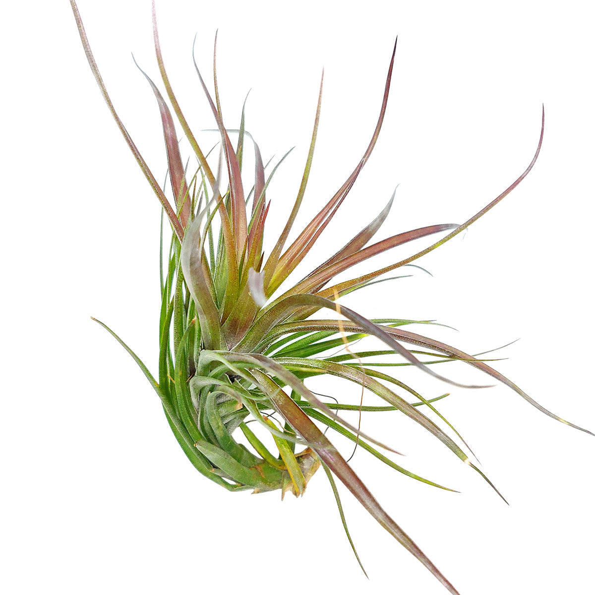 Tillandsia Tenuifolia Amethyst air plant for sale, unique gift decor ideas, air plant subscription delivery monthly, Tillandsia Tenuifolia Amethyst with air plant care guide