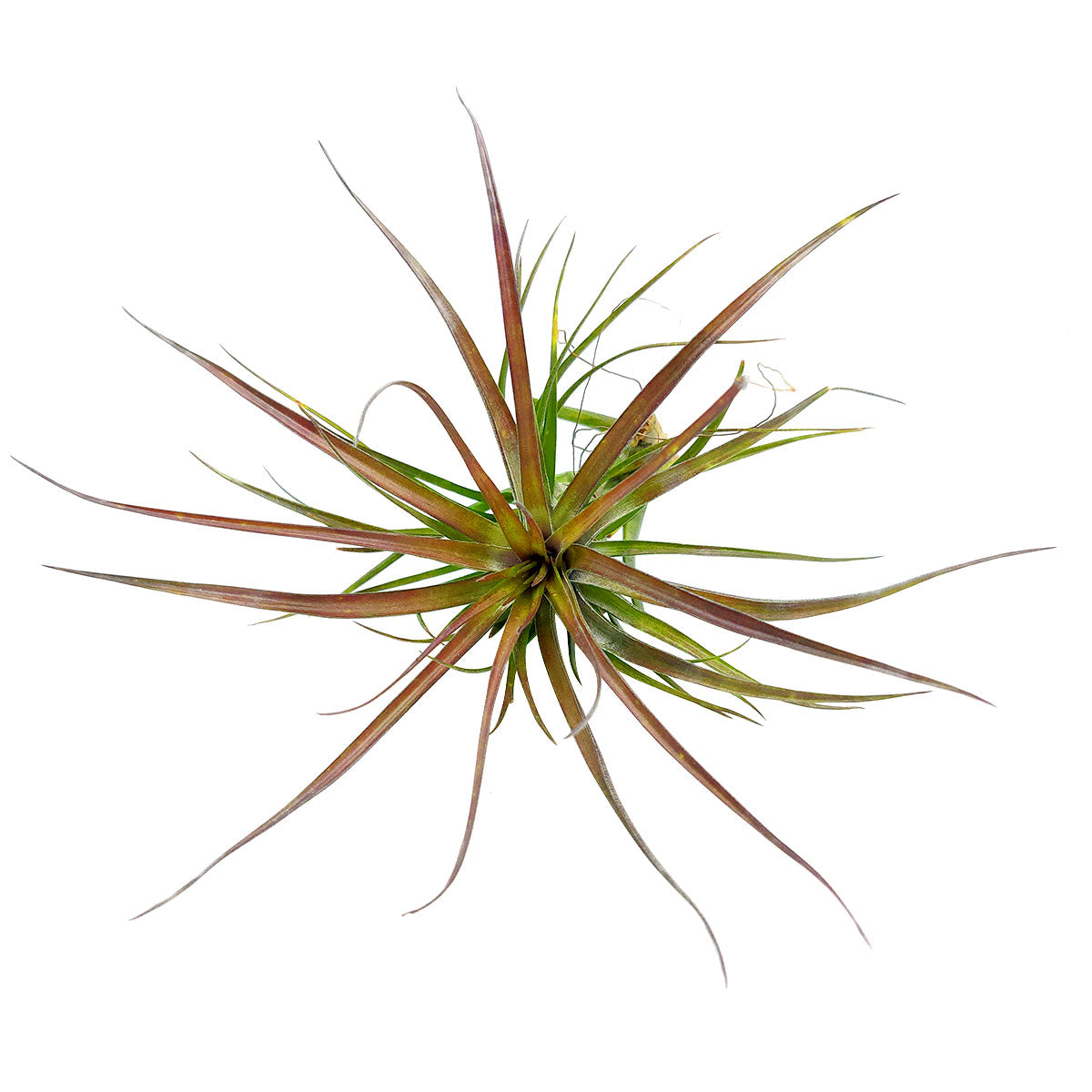 amethyst air plant Buy Purple Tenuifolia Amethyst Tillandsia Air Plant - Best Indoor Plant to Grow