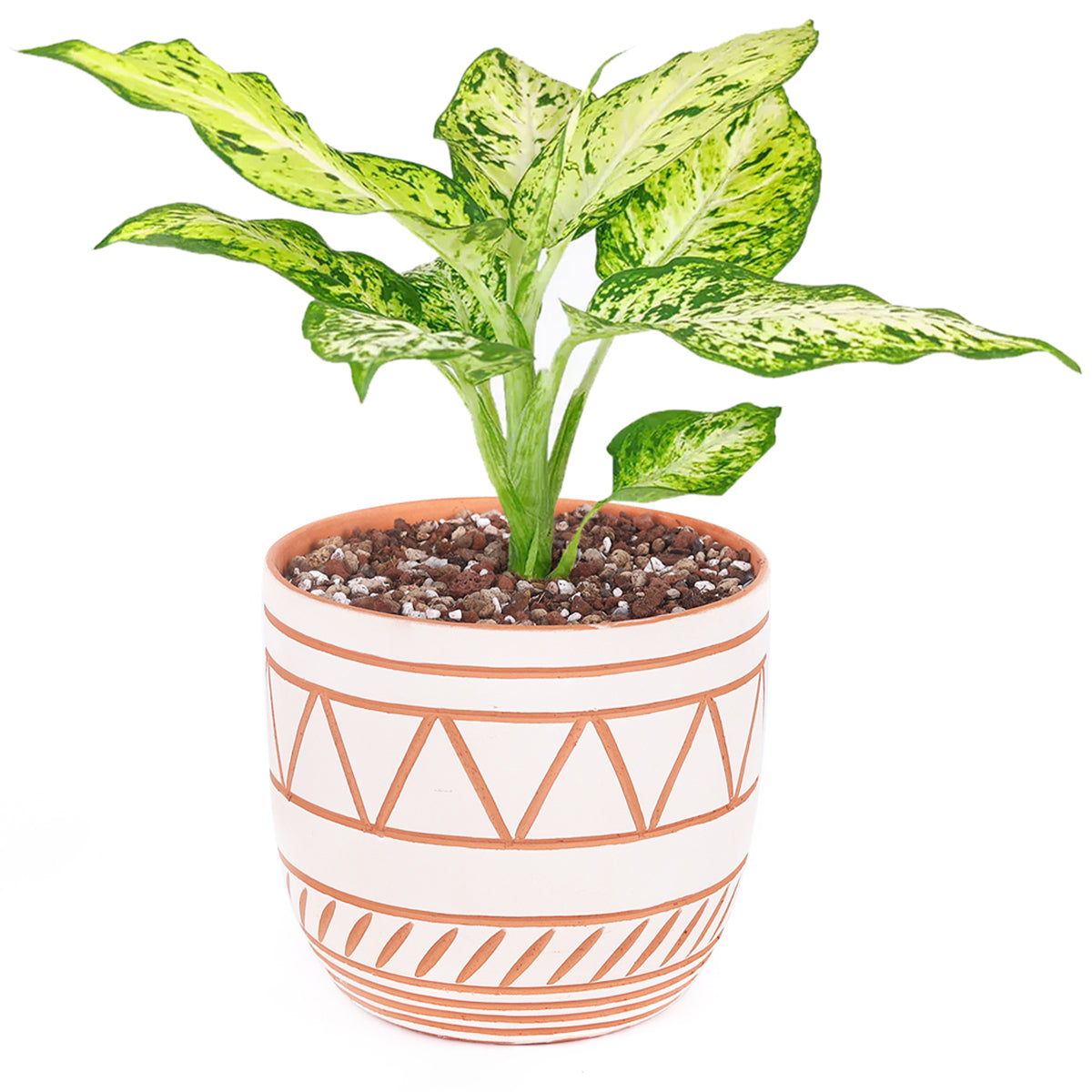 Clay White Color Modern Pot 5.5 inch Size - Decorative Planter for  Houseplants - Best Plant Friend
