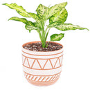 Geometric terracotta planter pot 6 inch size, Houseplant clay pot decor ideas