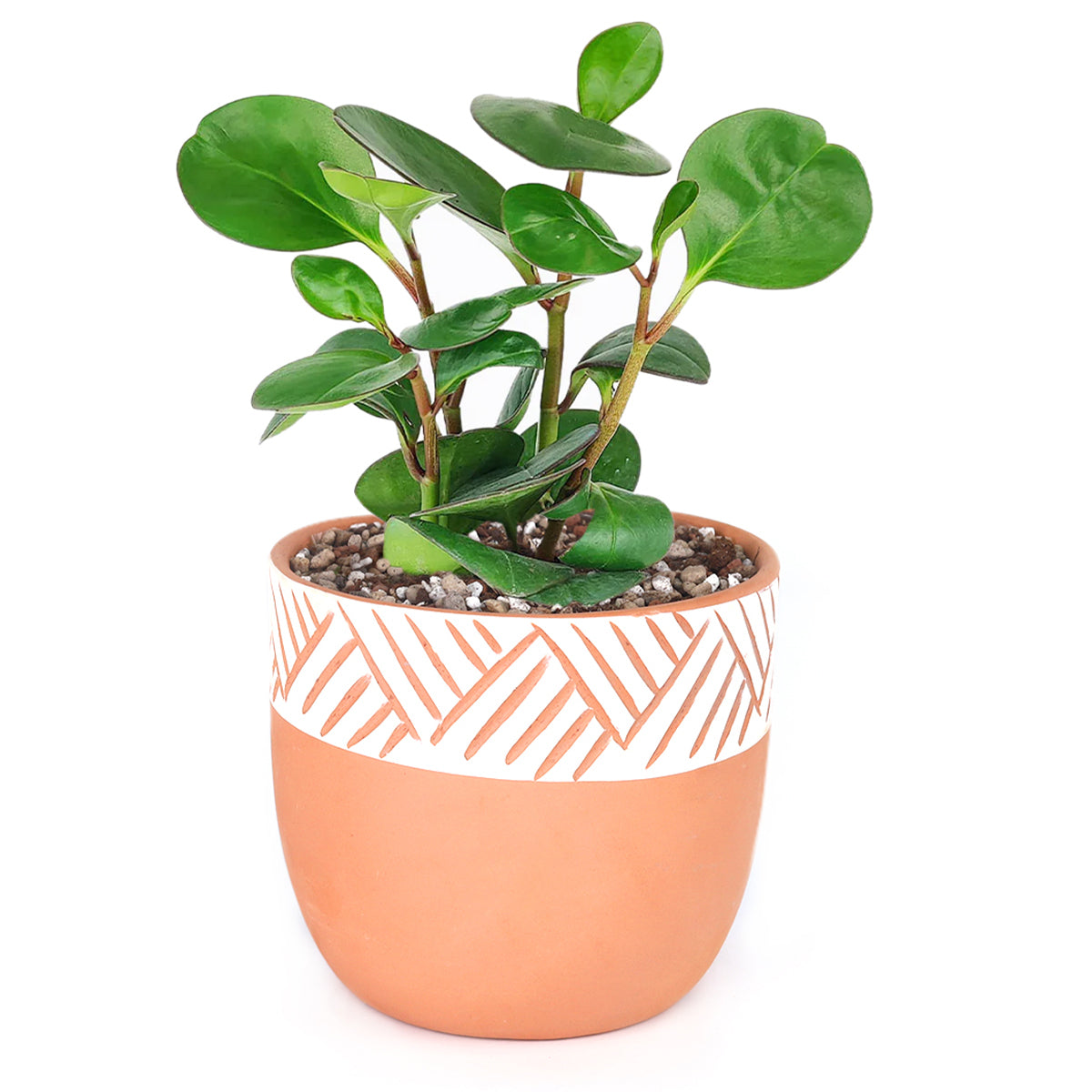 clay plant pots for sale near me 5.5 inch Clay-White Color Modern Pot