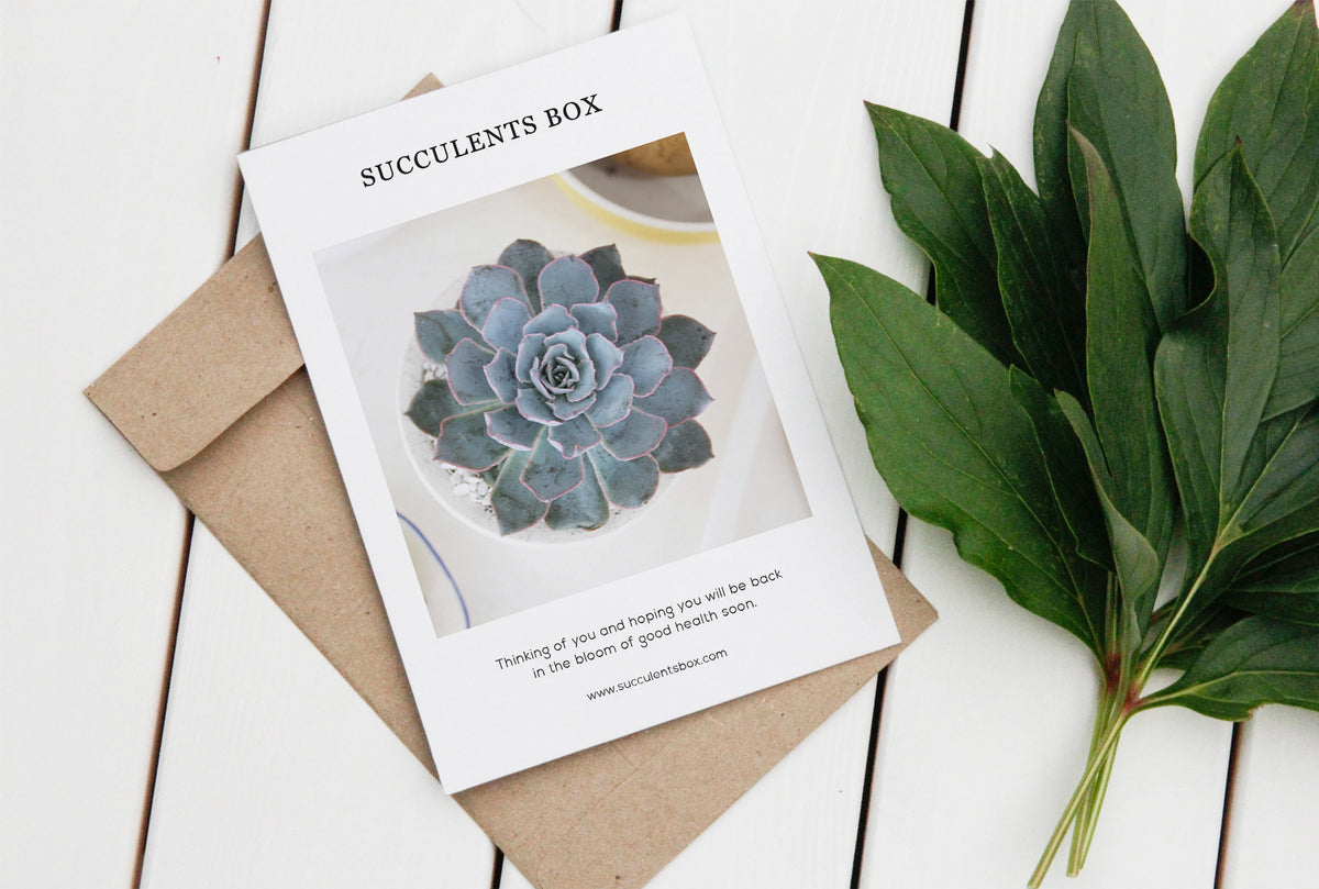 Succulents Card
