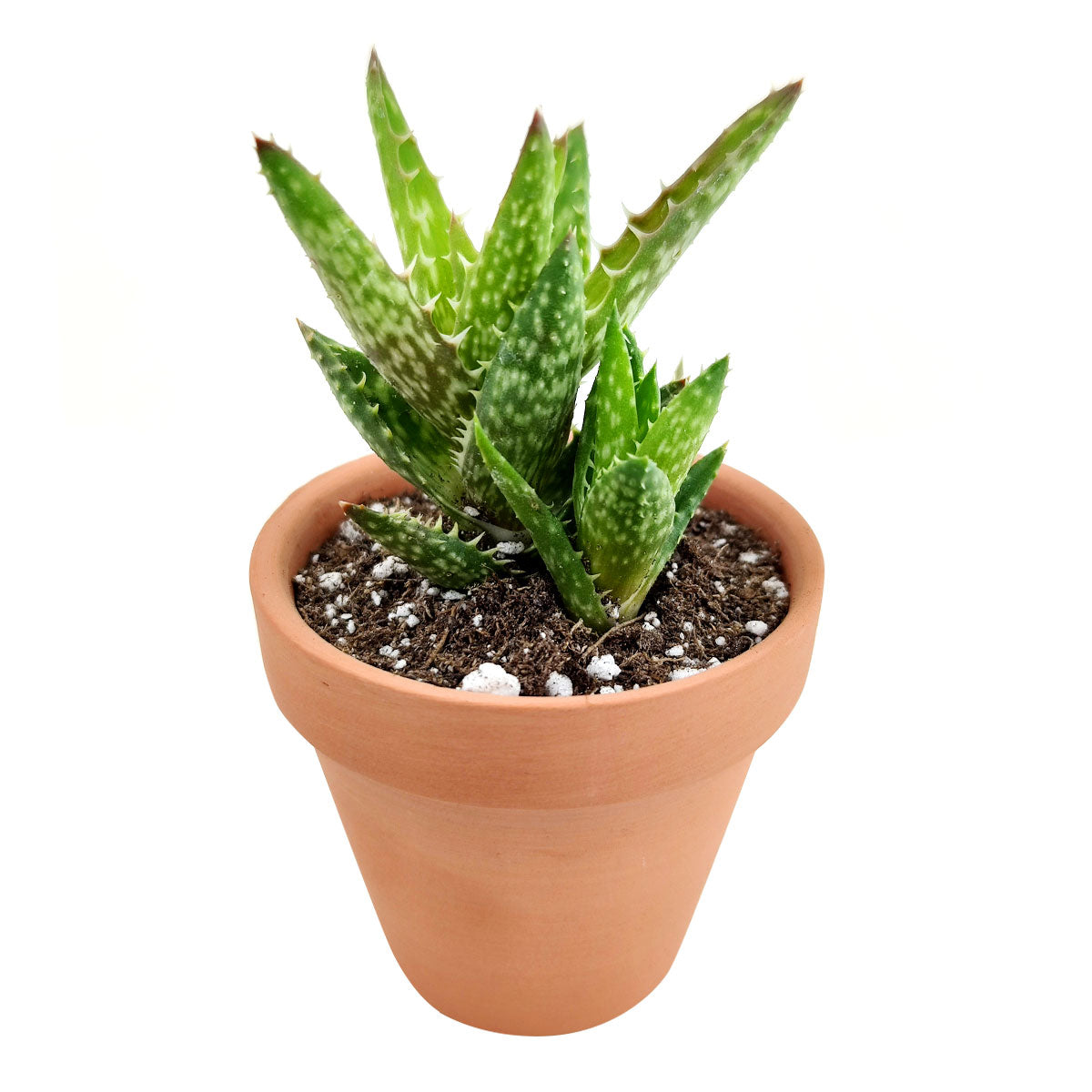 tooth succulent Get Your Tiger Tooth Aloe Juvenna - A Striking Succulent Addition!