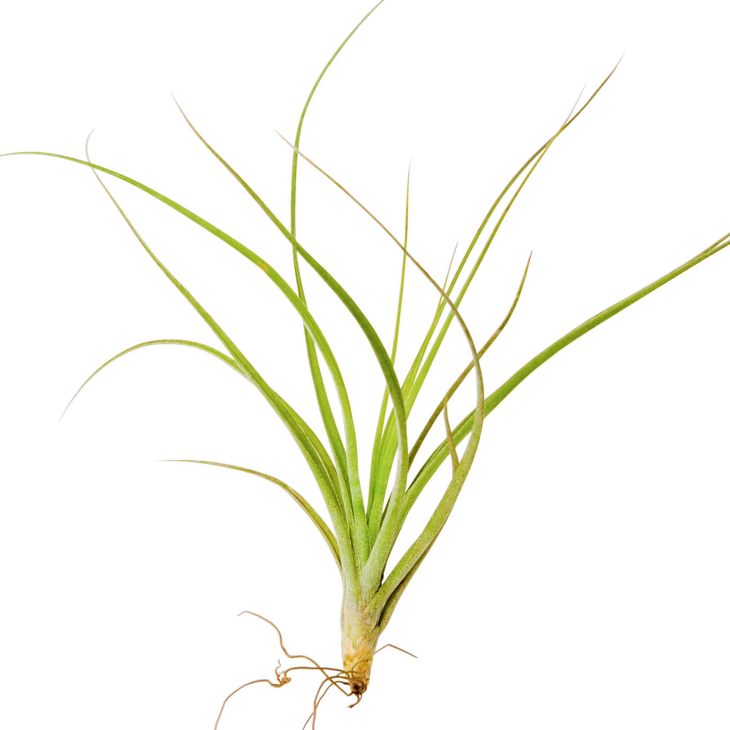 moonlight air plant Tillandsia Moonlight Air Plant