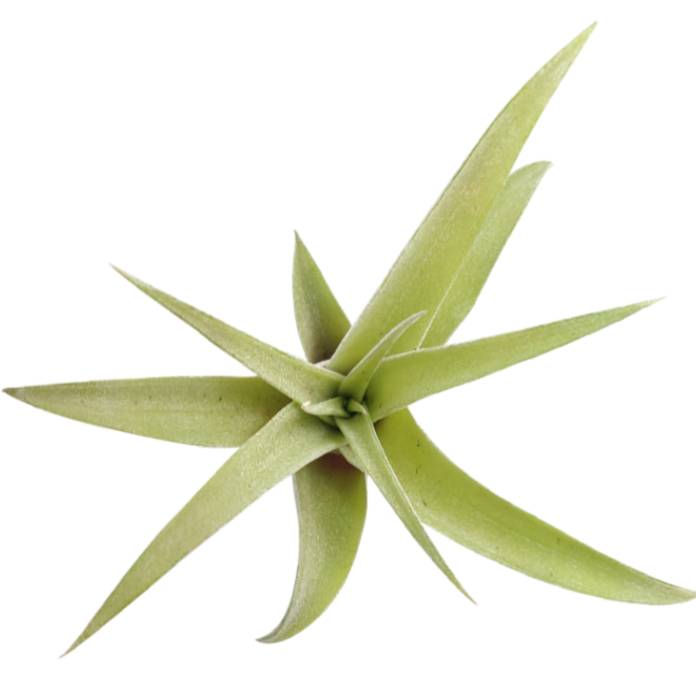 Tillandsia Capitata Peach Air Plant for sale, How to grow Capitata Peach Air Plant indoor, How to care for Capitata Peach Air Plant, Live indoor air plants for sale, Air plants gift ideas, Air plants home office decoration, Air plants subscription box delivered monthly