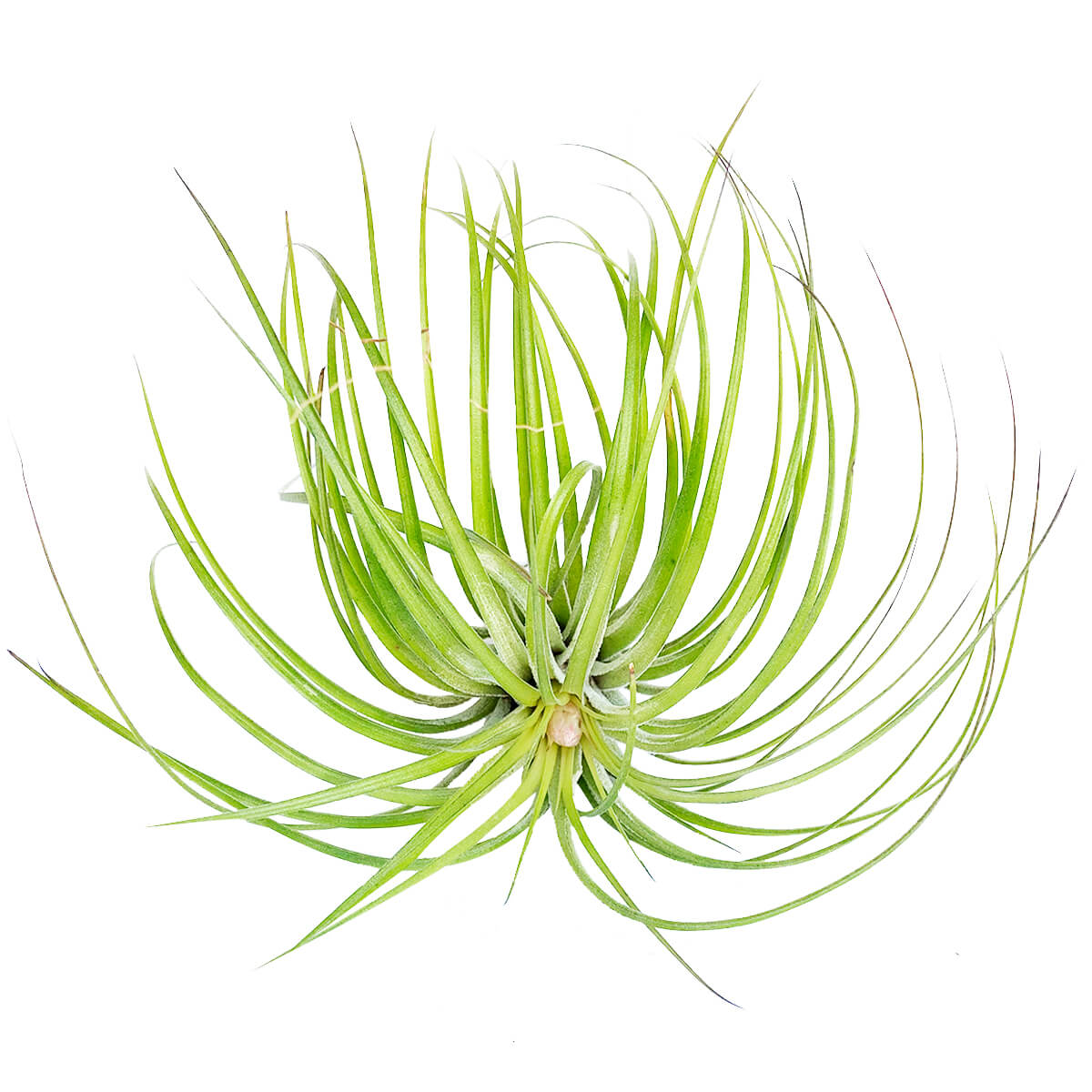 air plant stricta Tillandsia Stricta Green Air Plant & Care Guide