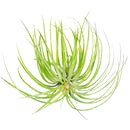Tillandsia Stricta Green Air Plant for sale, How to grow Stricta Green Air Plant indoor, How to care for Stricta Green Air Plant, Air plants subscription box monthly, Air plants gift ideas, Air plants home office decoration