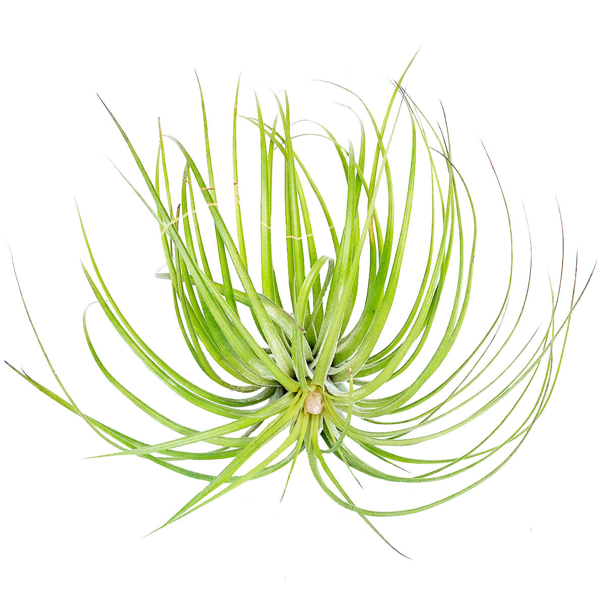 Tillandsia Stricta Green Air Plant for sale, How to grow Stricta Green Air Plant indoor, How to care for Stricta Green Air Plant, Air plants subscription box monthly, Air plants gift ideas, Air plants home office decoration