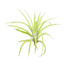 Tillandsia Velutina Air Plant for sale, How to grow Tillandsia Velutina Air Plant indoor, Tillandsia Velutina Air Plant Care Guide