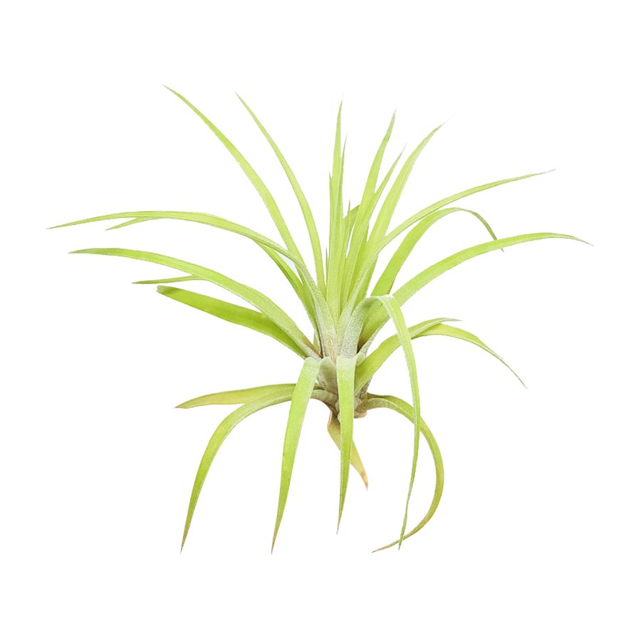 Tillandsia Velutina Air Plant for sale, How to grow Tillandsia Velutina Air Plant indoor, Tillandsia Velutina Air Plant Care Guide
