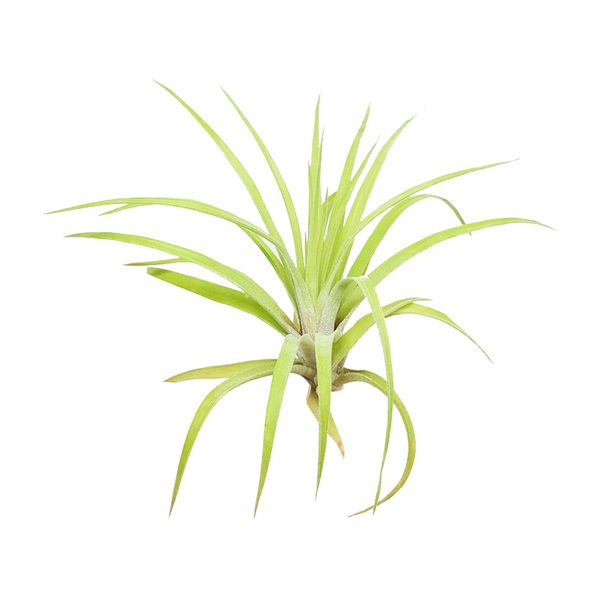 Tillandsia Velutina Air Plants & Care Guide | Air Plants Gift Decor ...