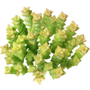 cassula tom thumb in California, How to grow cassula tom thumb, crassula, crassula plant, crassula succulent, crassula types, crassula varieties, types of crassula, crassula species, crassulas, succulent crassula