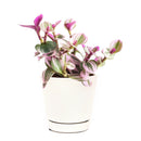 Tradescantia Nanouk, most beautiful houseplants, colorful houseplants, pink and purple foliage houseplants, bright light plants, indoor houseplant for sale