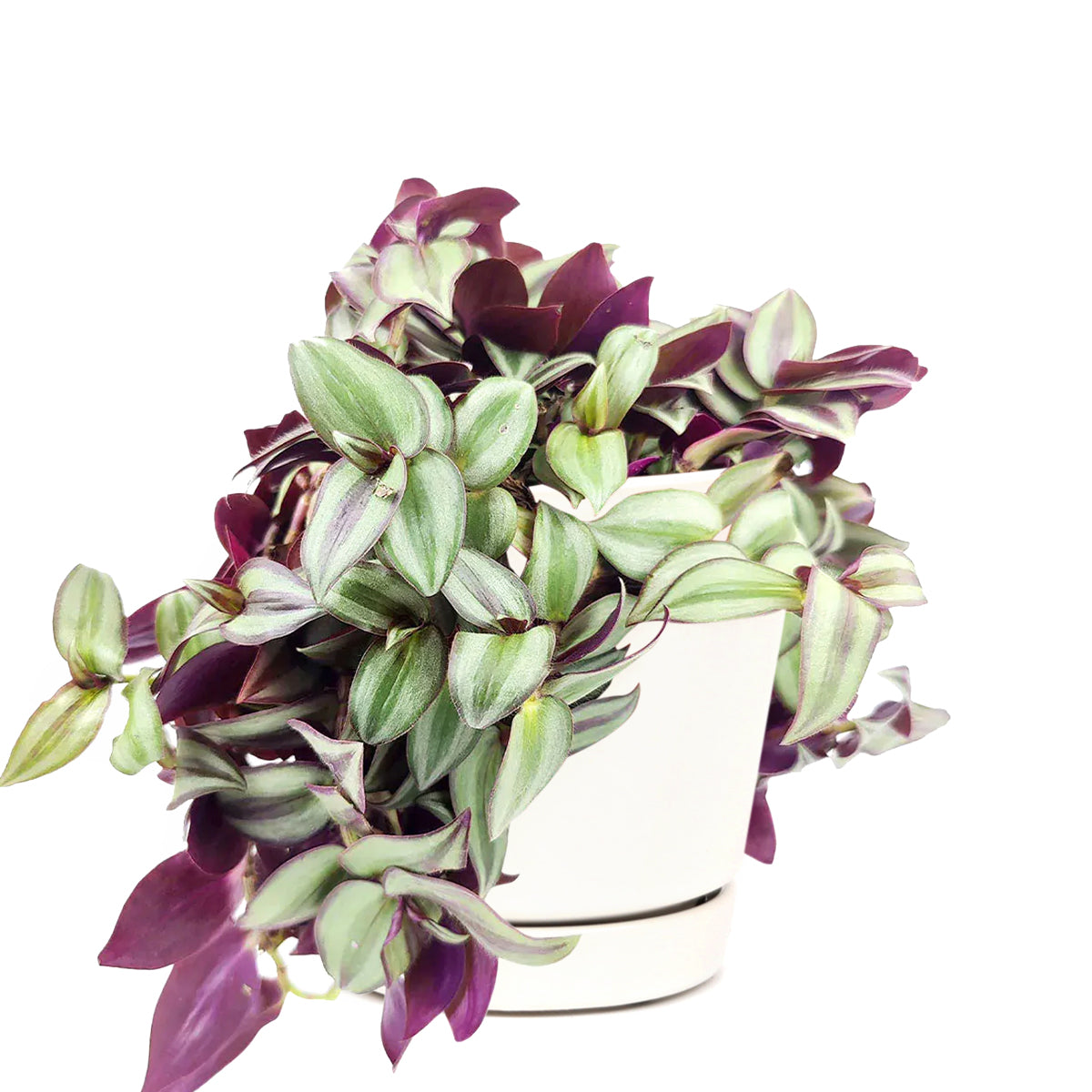 How to care for Tradescantia Zebrina, the most colorful trailing houseplant, bright light houseplant, variegated foliage, houseplant for home and office decoration, unique houseplant for gift, tradescantia care guide