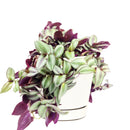 How to care for Tradescantia Zebrina, the most colorful trailing houseplant, bright light houseplant, variegated foliage, easy care houseplants, best place to buy house plants online