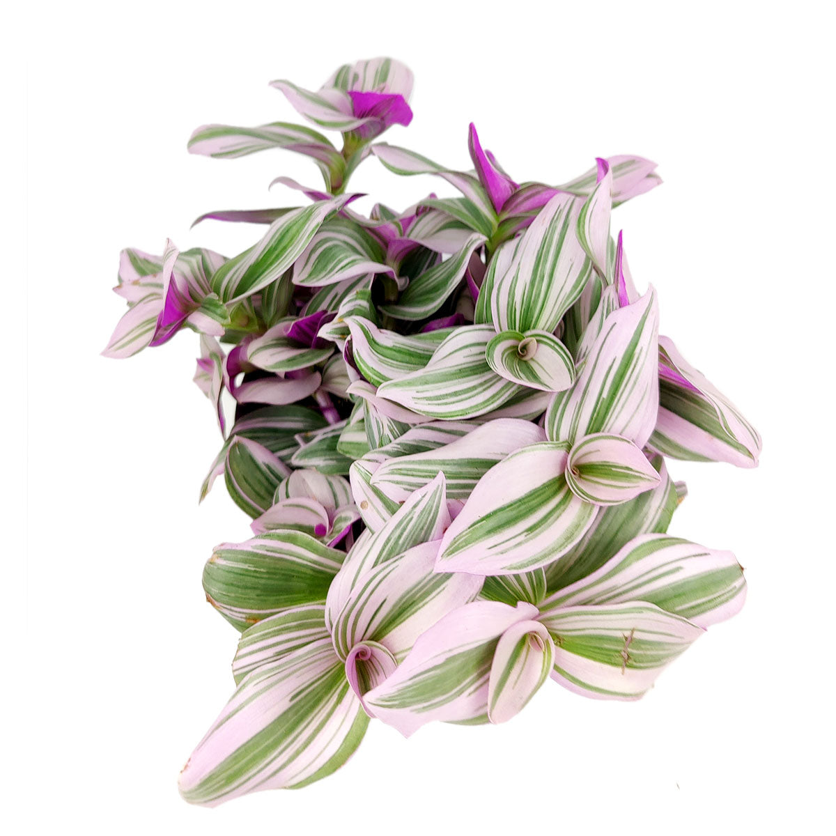 tradescantia nanouk for sale online, nanouk tradescantia, pink tradescantia nanouk hanging, spiderwort plant, colorful leaves houseplant, foliage plant types, nanouk pink wandering jew, house plant decor ideas