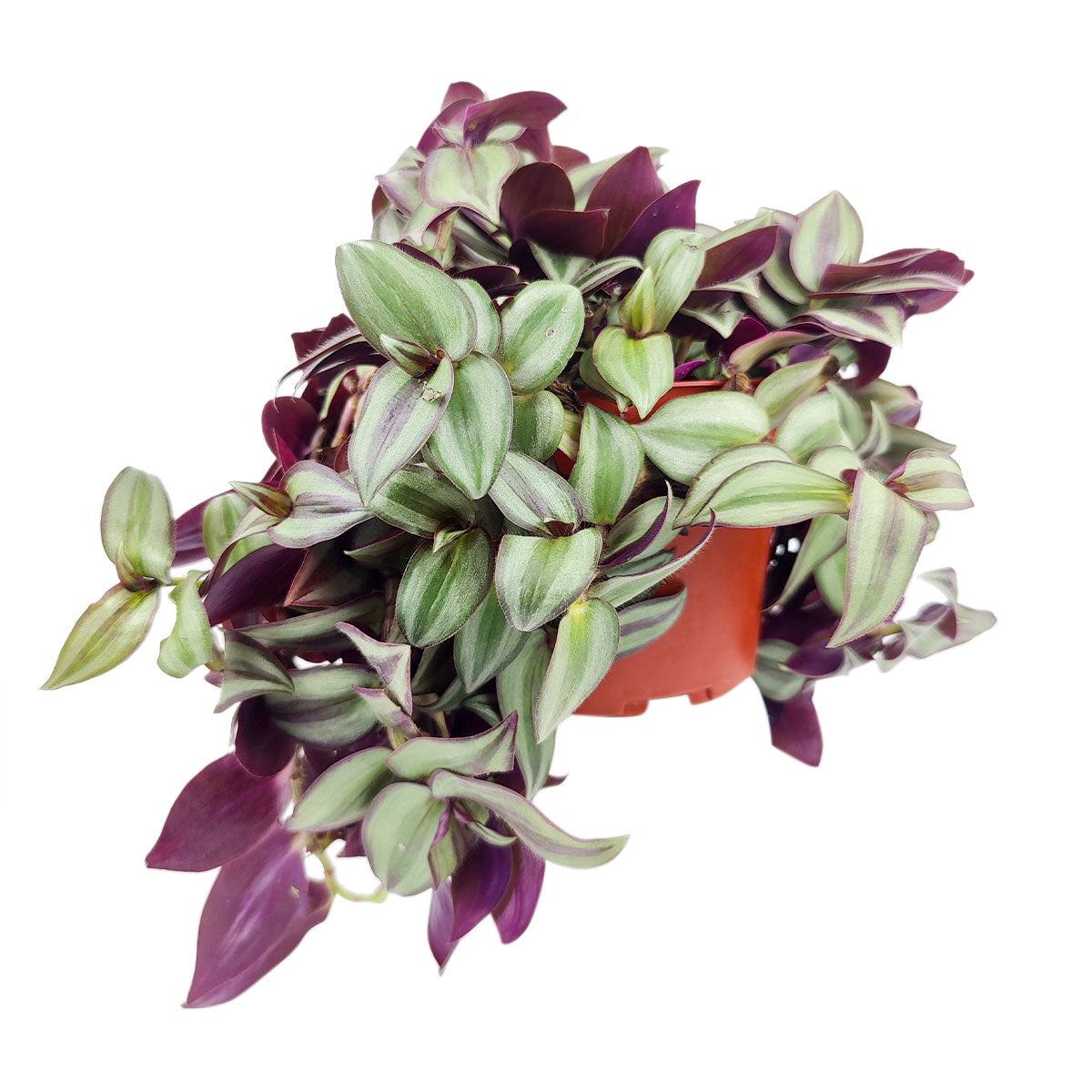 succulent with purple striped leaves Tradescantia Zebrina Wandering Dude