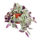 How to care for Tradescantia Zebrina, the most colorful trailing houseplant, bright light houseplant, variegated foliage, easy care houseplants, best place to buy house plants online