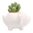 DIY Ceramic Dinosaur Pot for sale, White Animal Succulent Pot, Home Decorative DIY Planter, Succulent Gift Ideas, Crafts for kids, Animal Plant Pot for sale