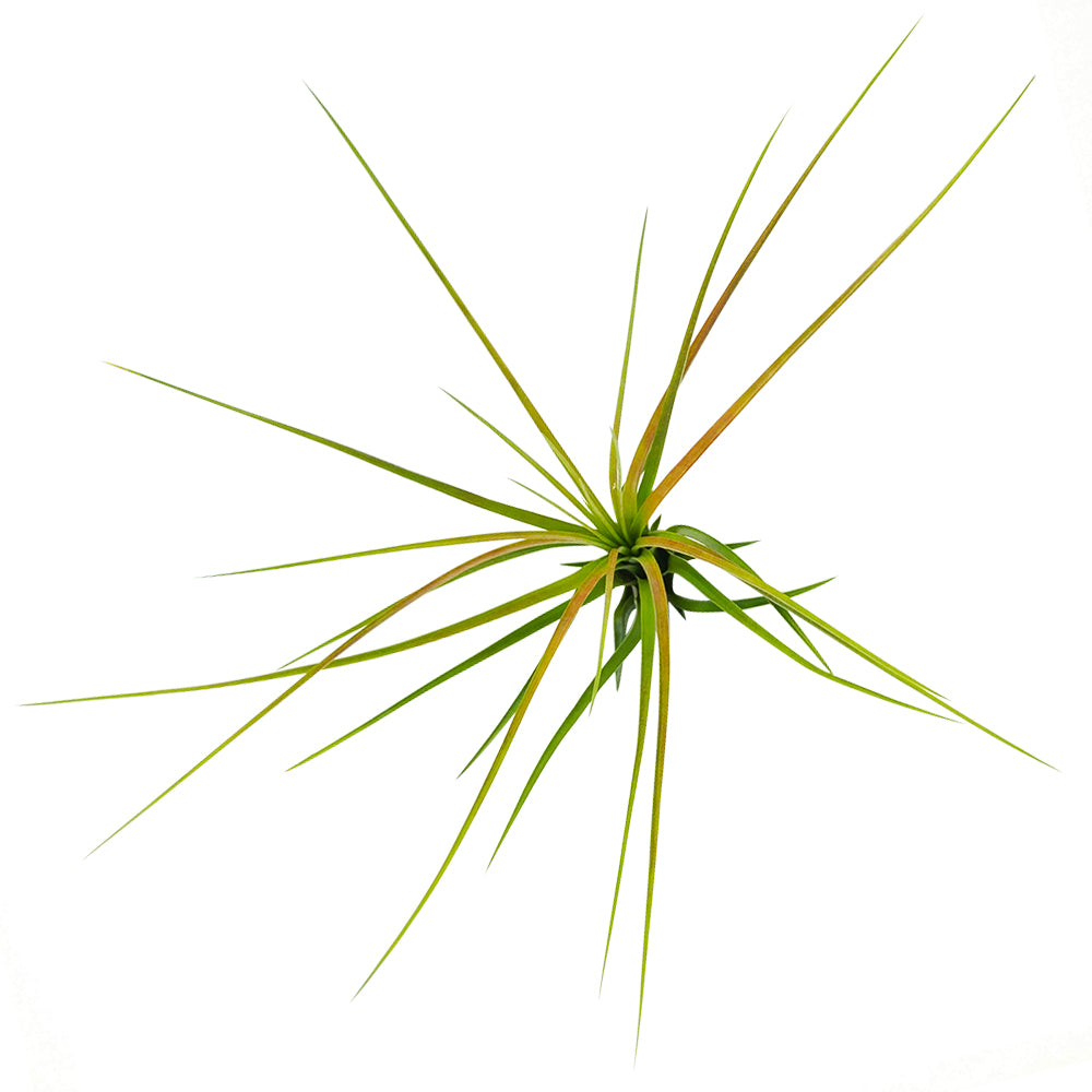 Live Air Plant Randomly Picked