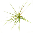 Tillandsia Melanocrater Tricolor Air Plant for Sale Online, Live Air Plant Gift Decor Ideas