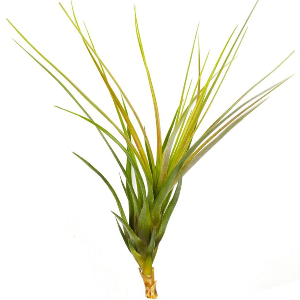tricolor air plant Tillandsia Melanocrater Tricolor Air Plant – Vibrant & Easy Care